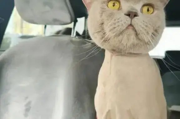 Кошки потеряшки, Уфа, фото: Потеряшка кошка, Район Кировский (г Уфа), Габдуллы Амантая, д. 4/2д, Уфа — большой серый шотландец прямоухий, боится людей