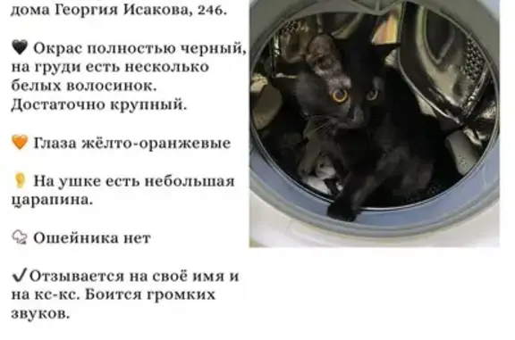 Пропала кошка, Георгия Исакова, д. 246, Барнаул — большой чёрный кот, царапинка на ушке - photo