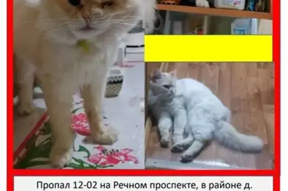 Кошки потеряшки, Кострома, фото: Потеряшка кошка, Речной, Кострома