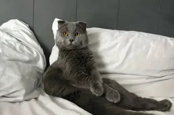 Кошки потеряшки, Тверь, фото: Потеряшка кошка, Пролетарская, Тверь — плотностью серый вислоухий шотландец