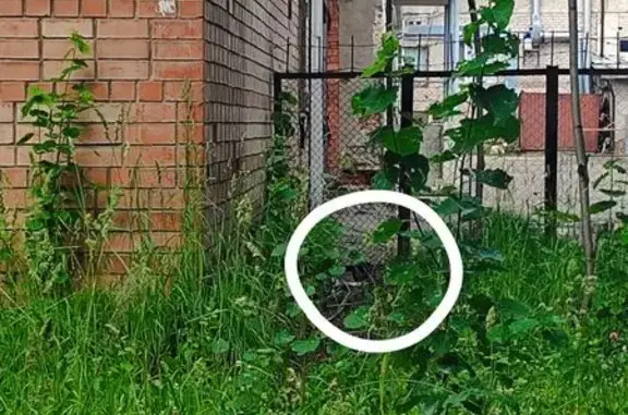 Найдена кошка, Сыктывкар, фото: Найдена кошка, Сыктывкар, Ленина, д. 50 — пугливый котёнок