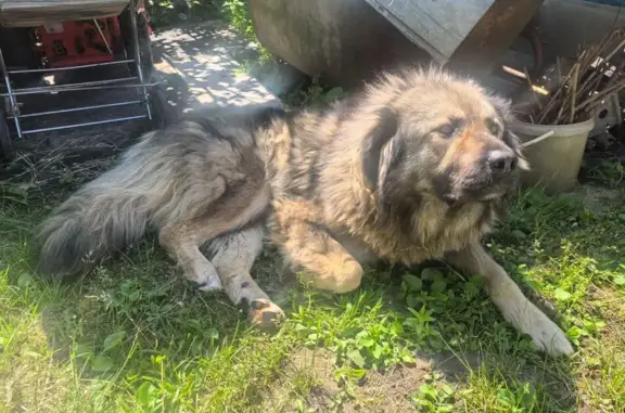 Найдена собака, Люберцы, фото: Найдена собака, Поселок городского типа Октябрьский (г Люберцы), Первомайская, Люберцы — с ошейником, очень устала