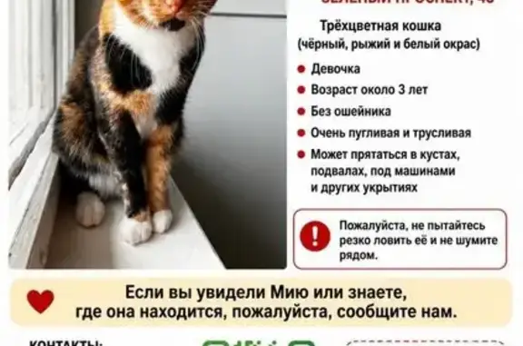 Пропала кошка, Федеративный проспект, 32с3, Москва — трёхцветная, белый подбородок, кличка Мия - photo
