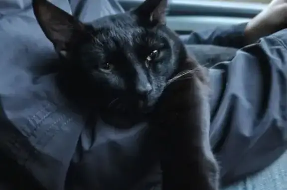 Пропала кошка, Лесной — полностью чёрная, кот-подросток, не кастрирован - photo