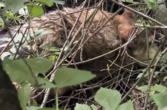 Найдена собака, Нижний Новгород, фото: Найдена собака, Район Нижегородский (г Нижний Новгород), Онежский, д. 34, Нижний Новгород — чёрно-рыжая