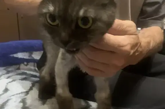 Найденные животные Самара, фото: Найдена кошка, Самара — котёнок стриженный, вислоухая