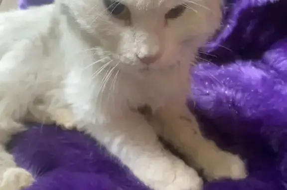 Найдена кошка, Юматово, фото: Найдена кошка, Деревня Юматово, Юматово — белая кошка