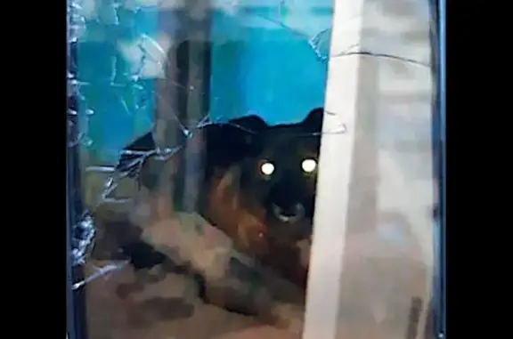 Найденные животные Котельники, фото: Найдена собака, Котельники, Сосновая, д. 2 — пряталась 2 суток на парковке