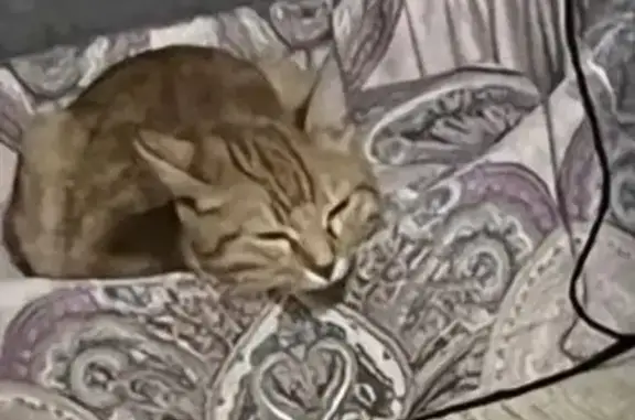 Пропала кошка, Революционная, Иваново — рыжий полосатый кот, кличка Паша - photo