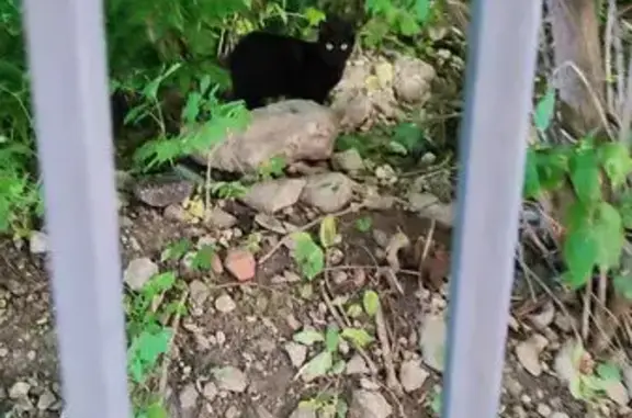 Найдена кошка, Липецк, фото: Найдена кошка, Липецк, Малые Ключи, д. 2, Липецк - близко не подходила