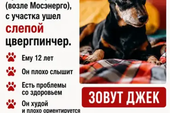 Пропала собака, Поселок городского типа Лотошино, Кирова, д. 19, Лотошино — старый, худой, слепой - photo