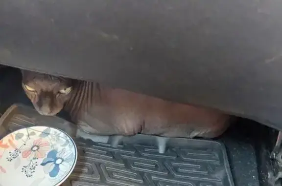 Найдена кошка, Солнечногорск, фото: Найдена кошка, Солнечногорск, Красная, д. 84 — в машине каршеринга