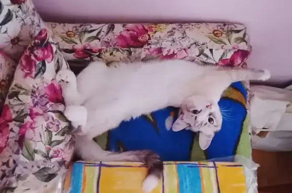 Пропала кошка, Юганская, Тюмень — беременна, 10 месяцев - photo