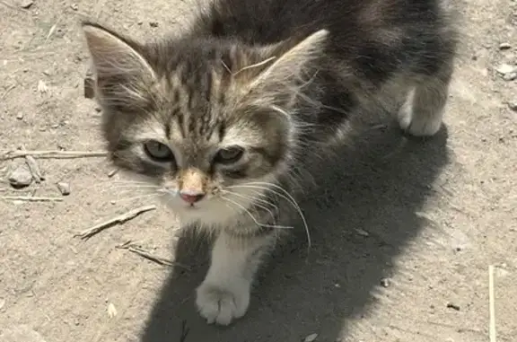 Найдена кошка, Батайск, фото: Найдена кошка, Батайск, М.Горького, д. 584 — 3 х цветная