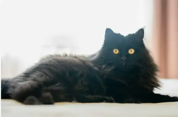 Объявления о пропавших и найденных животных, Фрязино, фото: Пропала кошка, Фрязино, Барские Пруды, д. 7 — черная пушистая