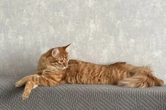 Кошки потеряшки, Елец, фото: Потеряшка кошка, Елец, Чибисовская, д. 53, Елец — рыжий окрас, пушистый хвост, пуглив