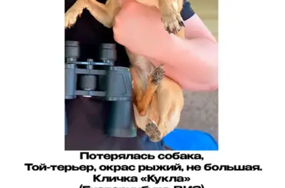 Пропала собака, Район Верх-Исетский (г Екатеринбург), Кирова, д. 93, Екатеринбург — рыжая, боится всего - photo