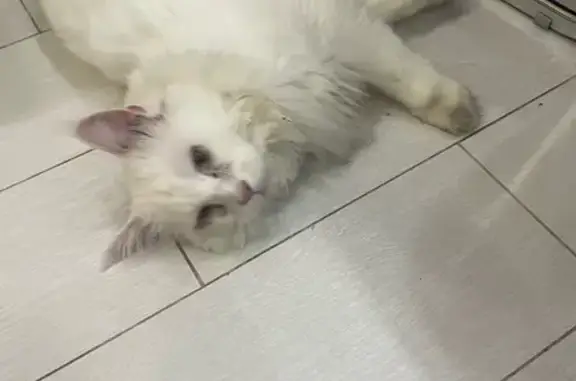 Объявления о пропавших и найденных животных, Псков, фото: Найдена кошка, Юбилейная, Псков — в 4 утра у д. 32