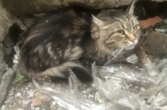 Найденные животные Новосибирск, фото: Найдена кошка, Район Ленинский (г Новосибирск), 9-й Гвардейской Дивизии, д. 12, Новосибирск — окрас табби, напугана