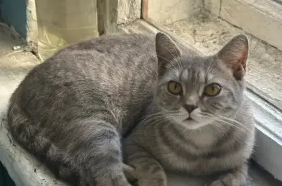 Найденные животные Санкт-Петербург, фото: Найдена кошка, Санкт-Петербург, Большеохтинский, д. 37, Санкт-Петербург — очень ласковая, ухоженная, боится дворовых котов