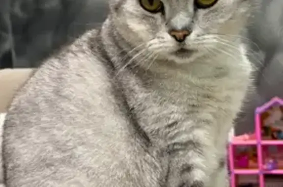 Пропала кошка, Пушкина, д. 10, Котельнич — кастрирована, 13 лет - photo