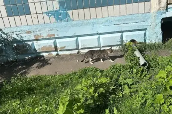 Найдена кошка, Сергиев Посад, фото: Найдена кошка, Сергиев Посад, Чайковского, д. 11 — серо-белый котёнок, бывшедомашний
