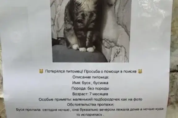 Пропала кошка, Юности, д. 12, Хабаровск - photo