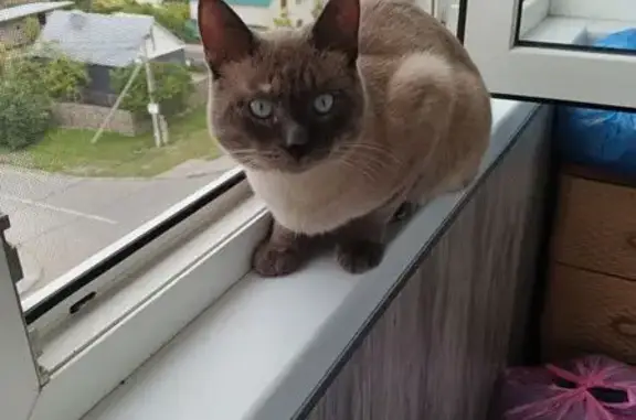 Найдена кошка, Саратов, фото: Найдена кошка, Прудная, Саратов — серый кот, не кастрирован