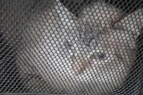 Найдена кошка, Томск, фото: Найдена кошка, Томск, Заозерный, д. 16/2 — сильно напугана, прячется