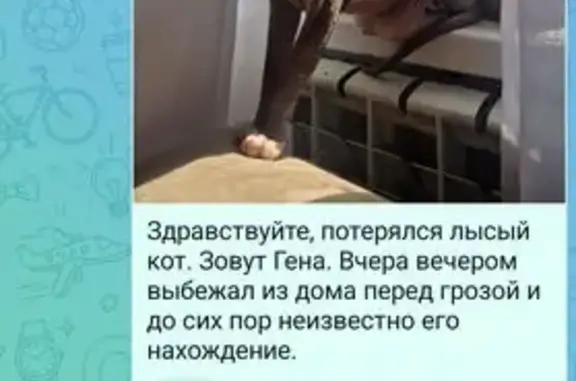 Пропала кошка, Оренбург, 2-й сенной, Оренбург — серый кот, откликается на Гену и Генрика - photo