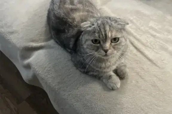 Найдена кошка, Космонавтов, Казань — шотландская, вислоухая, пугливая - photo