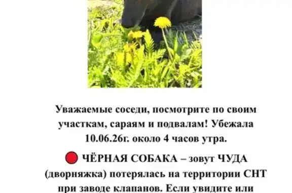 Пропала собака, Территория СДТ при Ленинском РОВД, Новокуйбышевск — дворняжка в фиолетовом ошейнике, белая грудка - photo