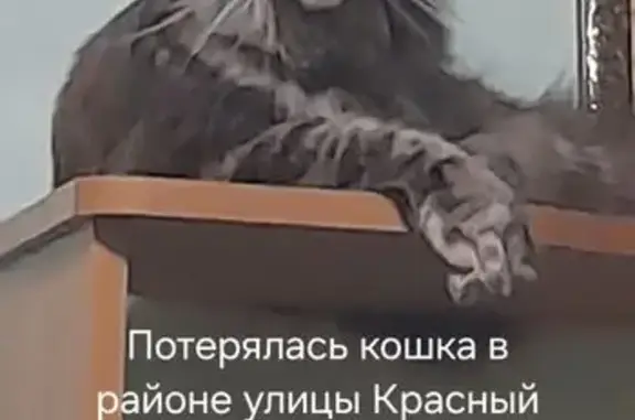Пропала кошка, Округ Центральный (г Омск), Красный Пахарь, д. 187, Омск — полосатая, мей кун, зовут Лиса - photo