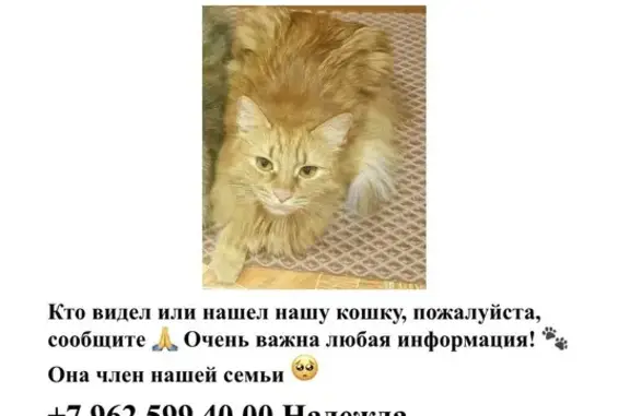 Пропала кошка, Чебоксары, Пролетарская, д. 25, Чебоксары — рыжая кошка - photo