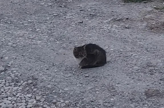 Найдена кошка, Сыктывкар, Емвальская, д. 16, Сыктывкар — котёнок, ухоженная - photo