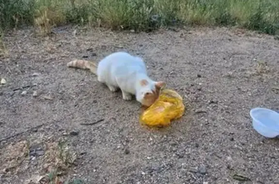 Найденные животные Симферополь, фото: Найдена кошка, Симферополь, Смольная, д. 25б — сидит на стадиончике возле дома второй день