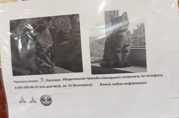 Пропала кошка, Деревня Кузьмино (г Сергиев Посад), Сергиев Посад — очень ласковая - photo