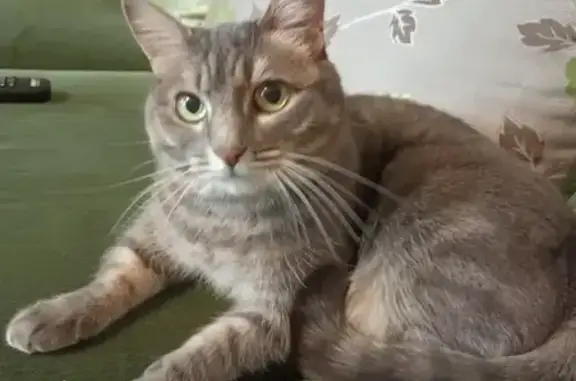 Пропала кошка, Чита — домашняя стерилизованная кошечка 11 лет - photo