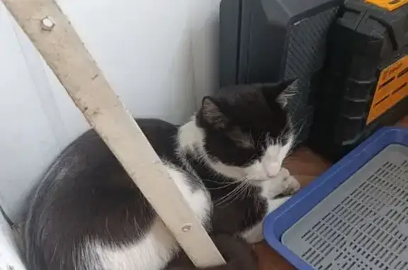 Найдена кошка, Район Приморский (г Санкт-Петербург), Санкт-Петербург — кот, не кастрированный, ласковый и спокойный - photo