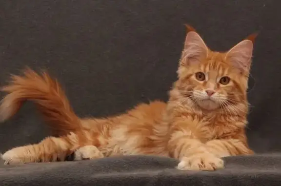 Объявления о пропавших и найденных животных, Псков, фото: Пропала кошка, Псков, Новоселов, д. 5, Псков — мейн-кун, рыжая