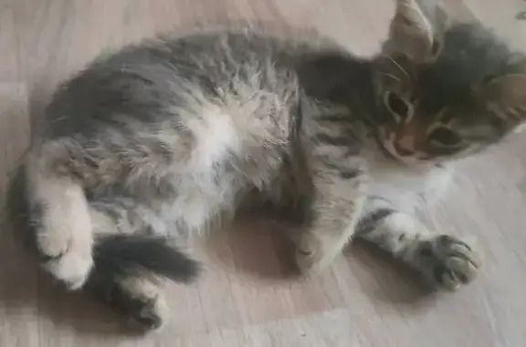 Объявления о пропавших и найденных животных, Нижний Тагил, фото: Найдена кошка, Проезжая, Нижний Тагил