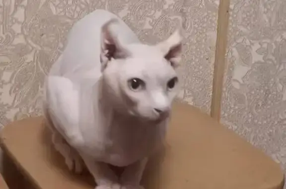 Кошки потеряшки, , фото: Потеряшка кошка, Территория Аксеново (село Аксеново), Рыбинск — белый сфинк эльф