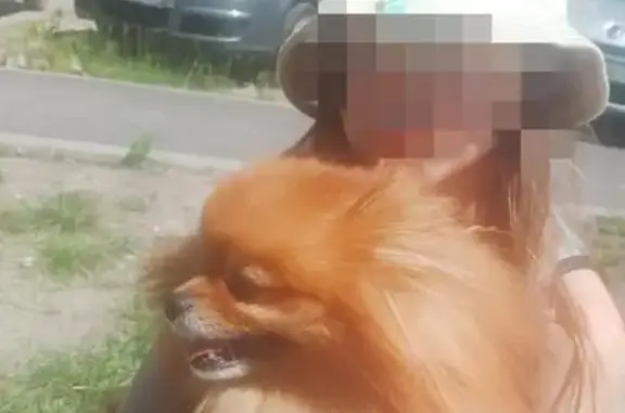 Найдена собака, Гурьевский городской округ, фото: Найдена собака, Гурьевск, Гурьевский городской округ — рыжий мальчик