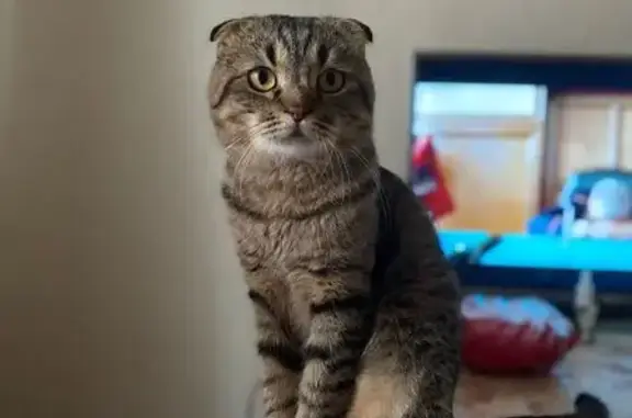 Пропала кошка, Москва, Муромская — шотландский вислоухий кот 6 лет - photo
