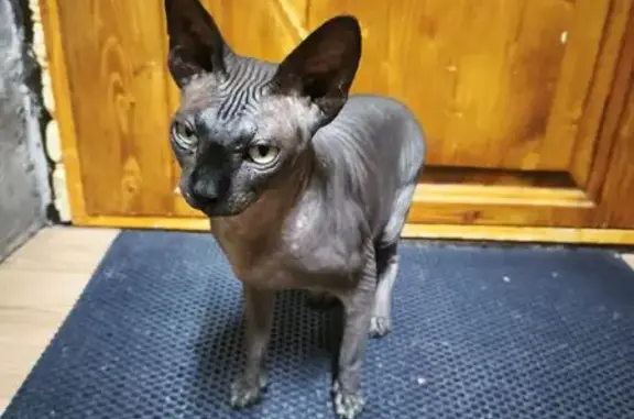 Найдена кошка, Воронеж, фото: Найдена кошка, Днепровский, Воронеж — чёрная сфинкс, бегала возле геронтологического центра