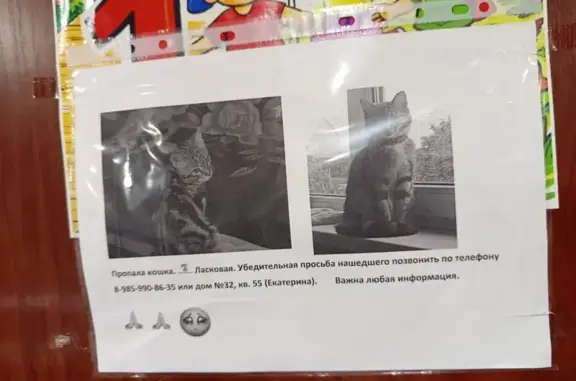 Пропала кошка, Деревня Кузьмино (г Сергиев Посад), Сергиев Посад — ласковая, пойдёт на контакт - photo
