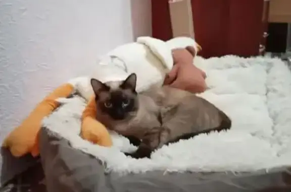 Пропала кошка, Тобольск, Спортивная, д. 3 — годовалый сиамский котёнок, откликается на кличку Сёма - photo