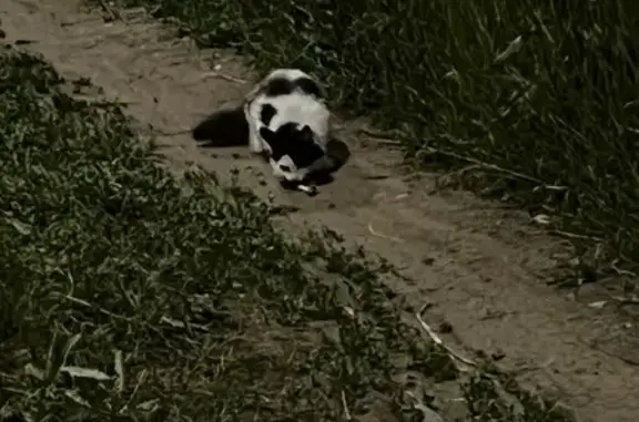 Найдена кошка, Придорожный, фото: Найдена кошка, Район Куйбышевский (г Самара), Южное, д. 14В, Самара — ласковая, худая, на трассе около Южного города 2