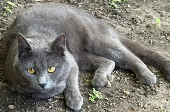 Пропала кошка, Воронеж, Базарная гора, д. 3 — серый короткошёрстный кот с двумя ошейниками - photo