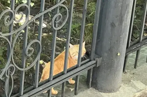 Найдена кошка, Калининград, фото: Найдена кошка, Калининград, Азовская, д. 2 — рыжая, с бежевым ошейником от блох